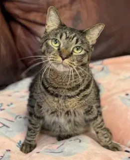 Meatball - Domestic Short Hair