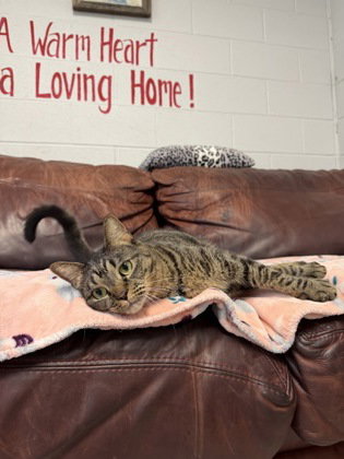Photo 2 of Meatball