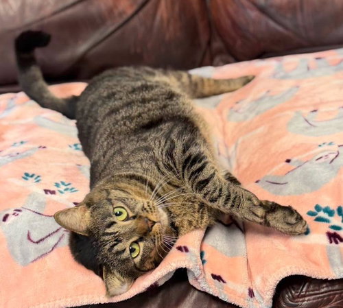 Photo 3 of Meatball