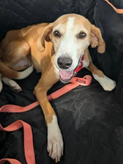 Edna - Hound