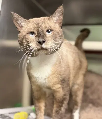 Hershey - Siamese