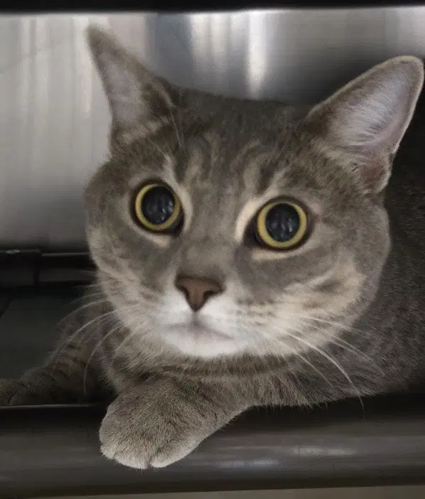 Lola - Domestic Short Hair