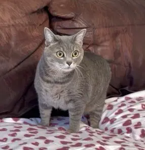 Lola image 3