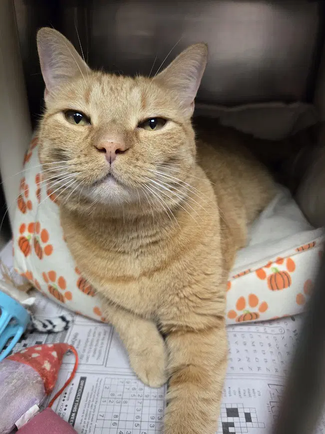 Sambuca - Domestic Short Hair