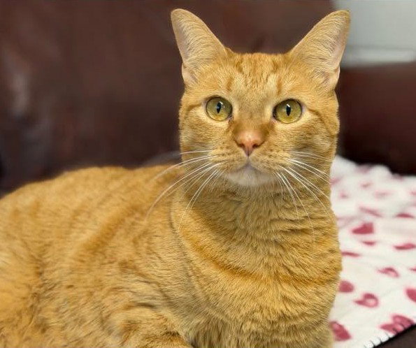 Sambuca, Domestic Short Hair