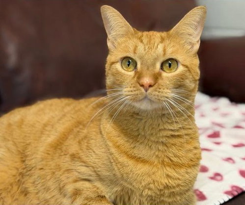 Sambuca, a cat for adoption from The Humane Society of North Myrtle Beach, INC