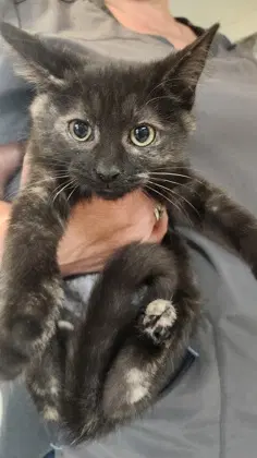 Darla - Tortoiseshell