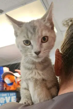 Tessa - Domestic Short Hair