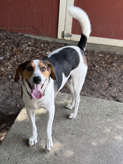 Jerry, Hound