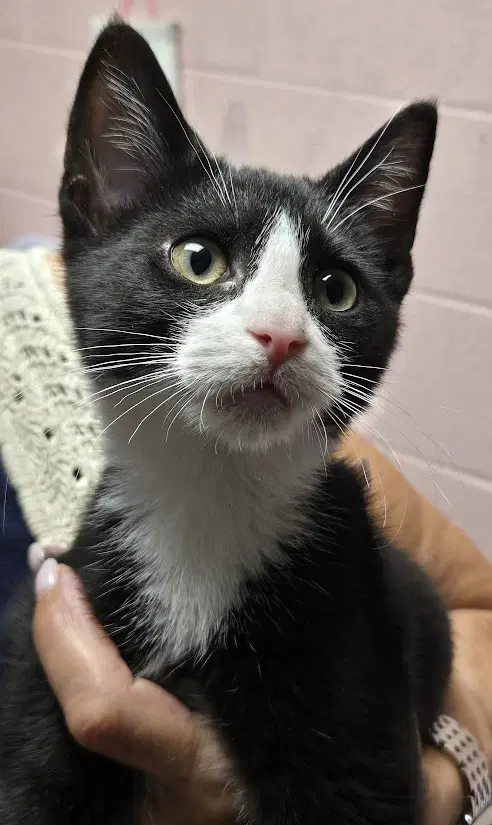 Ed - Domestic Short Hair
