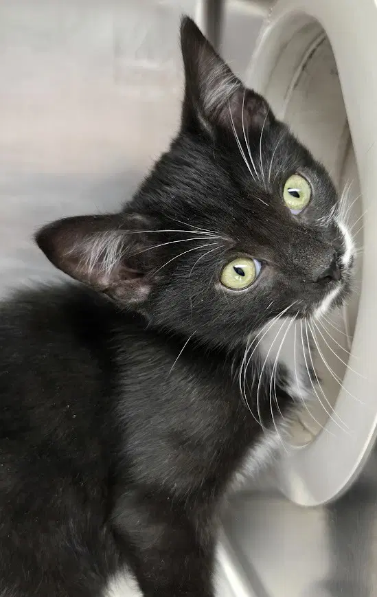 Edd - Domestic Short Hair