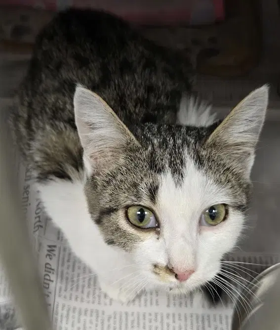 Sasha - Domestic Short Hair