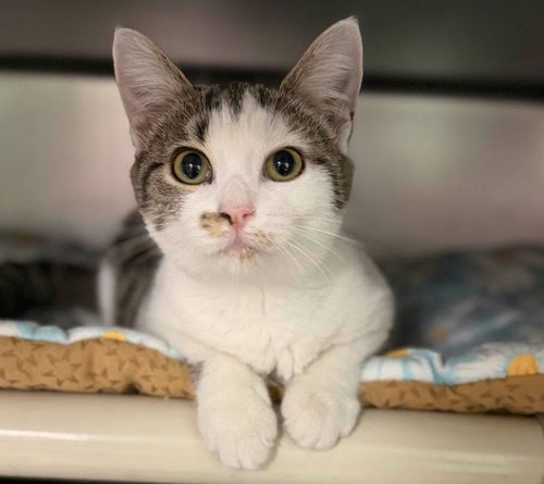 Sasha, a cat for adoption from The Humane Society of North Myrtle Beach, INC
