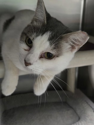 Sybil, Domestic Short Hair