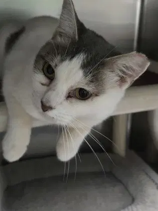 Sybil - Domestic Short Hair