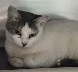 Sybil image 2