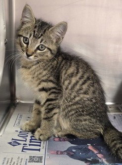 Woody, a cat for adoption from The Humane Society of North Myrtle Beach, INC
