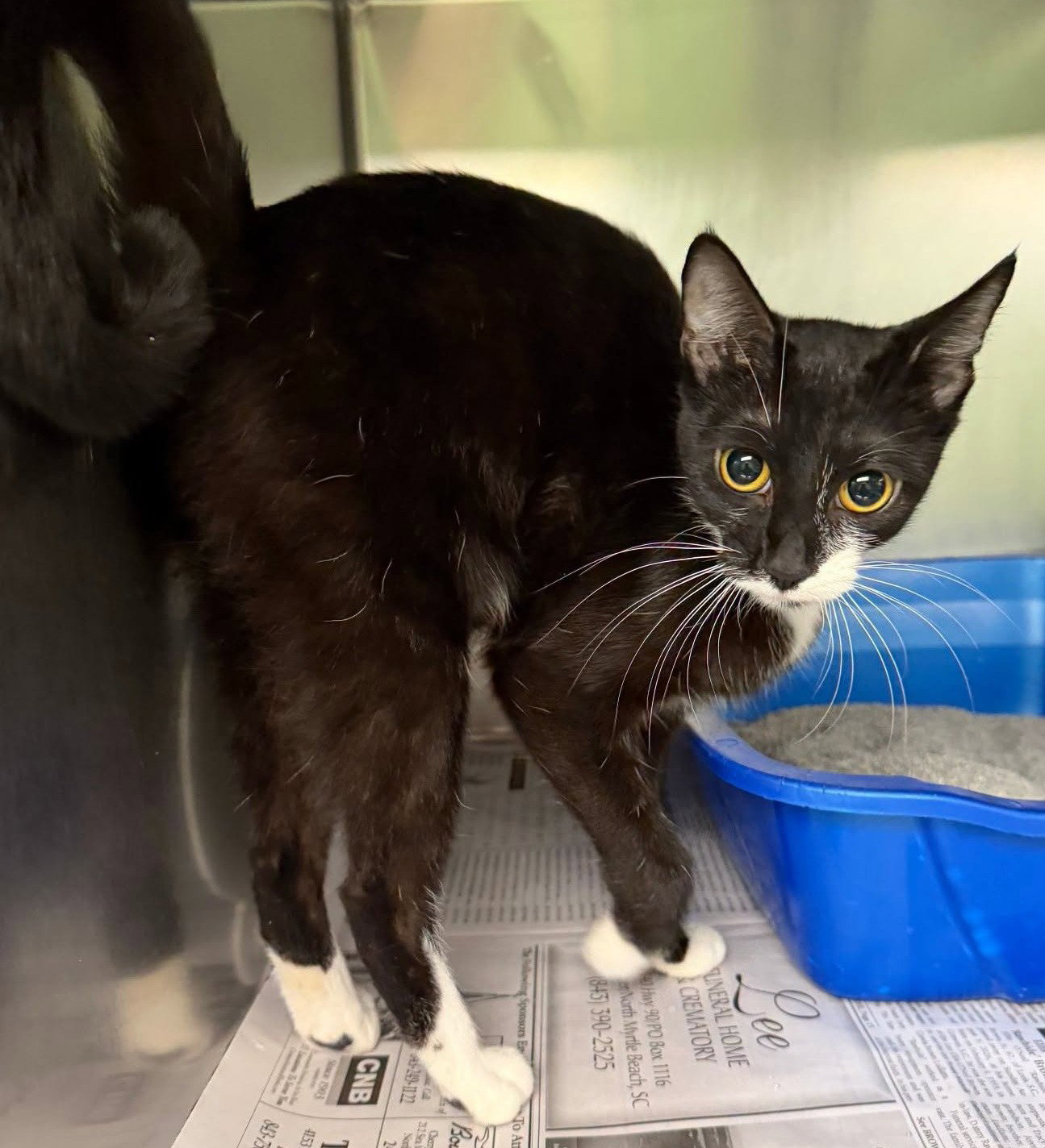 Davida, Domestic Short Hair