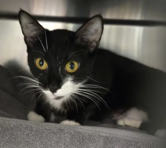 Davida - Domestic Short Hair