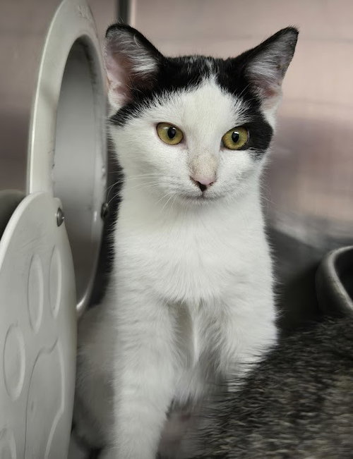 Scarlette, a cat for adoption from The Humane Society of North Myrtle Beach, INC