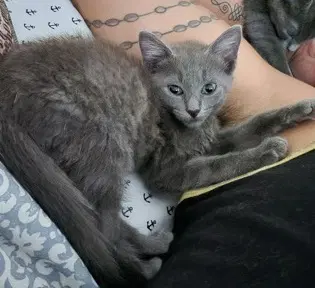 Gretel - Domestic Short Hair