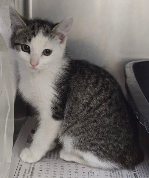 Luke, a cat for adoption from The Humane Society of North Myrtle Beach, INC