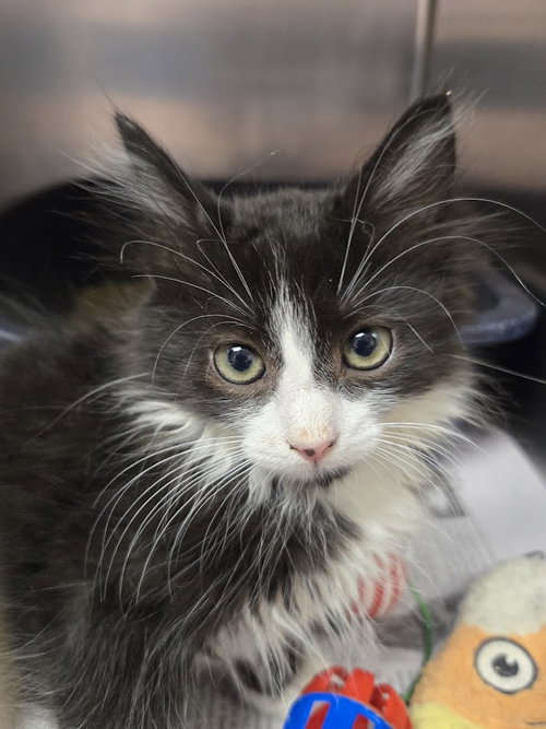 Rain, a cat for adoption from The Humane Society of North Myrtle Beach, INC