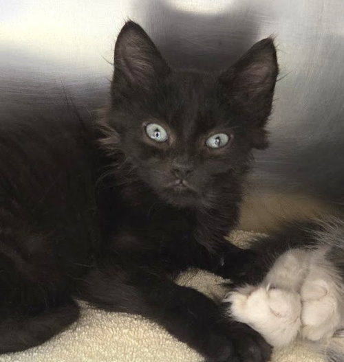 Storm, a cat for adoption from The Humane Society of North Myrtle Beach, INC