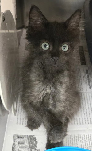 Thunder, a young male cat up for adoption