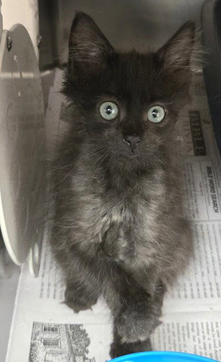 Thunder, a cat for adoption from The Humane Society of North Myrtle Beach, INC