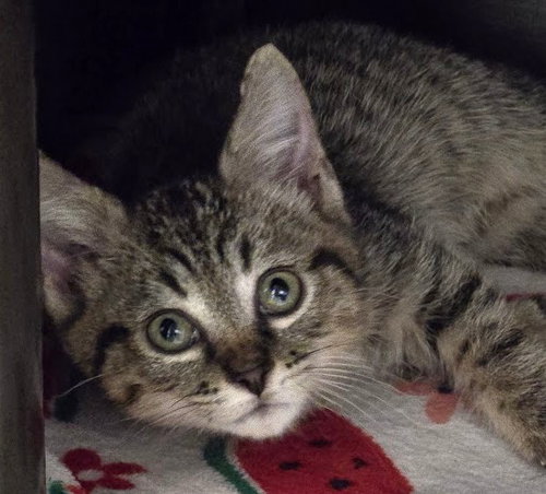 Taco, a cat for adoption from The Humane Society of North Myrtle Beach, INC