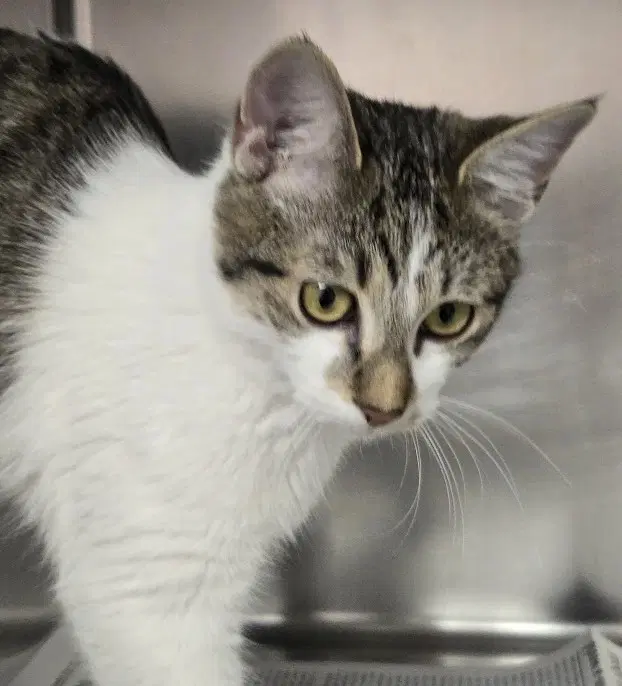 Andrew - Domestic Short Hair