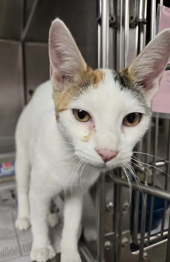 Spot - Calico