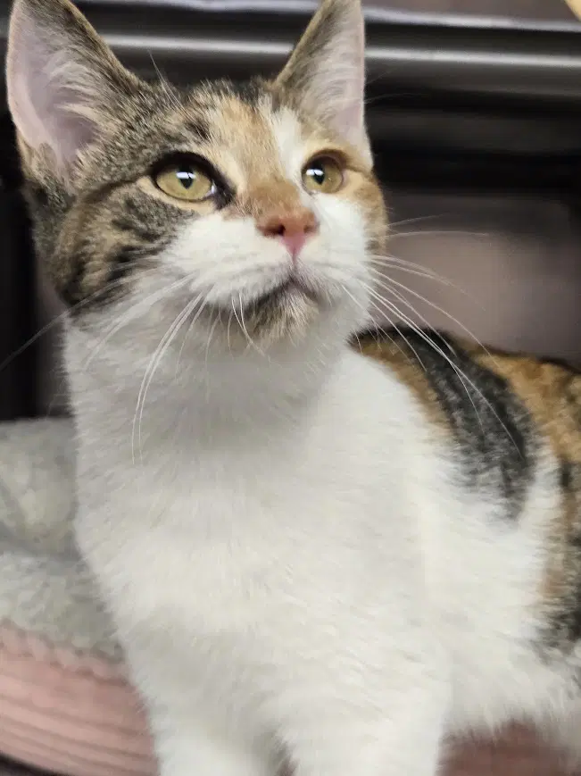 Callie - Calico