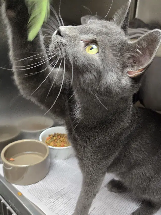 Flint - Domestic Short Hair