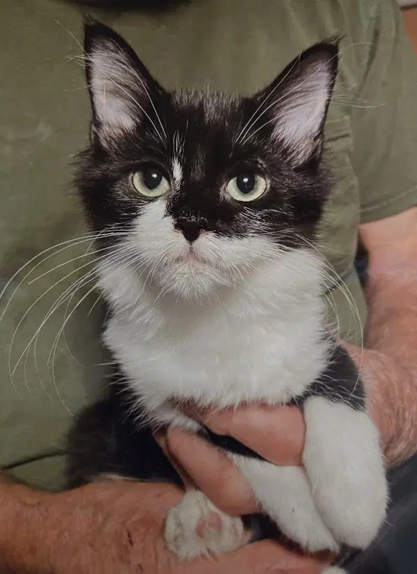 Harriet - Domestic Short Hair