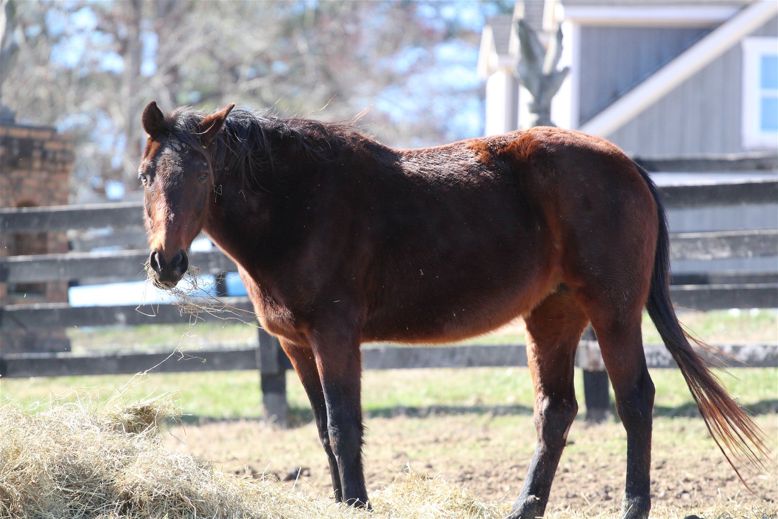 adoptable Horse in Fredericksburg, VA named Joy