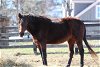 adoptable Horse in , VA named Joy