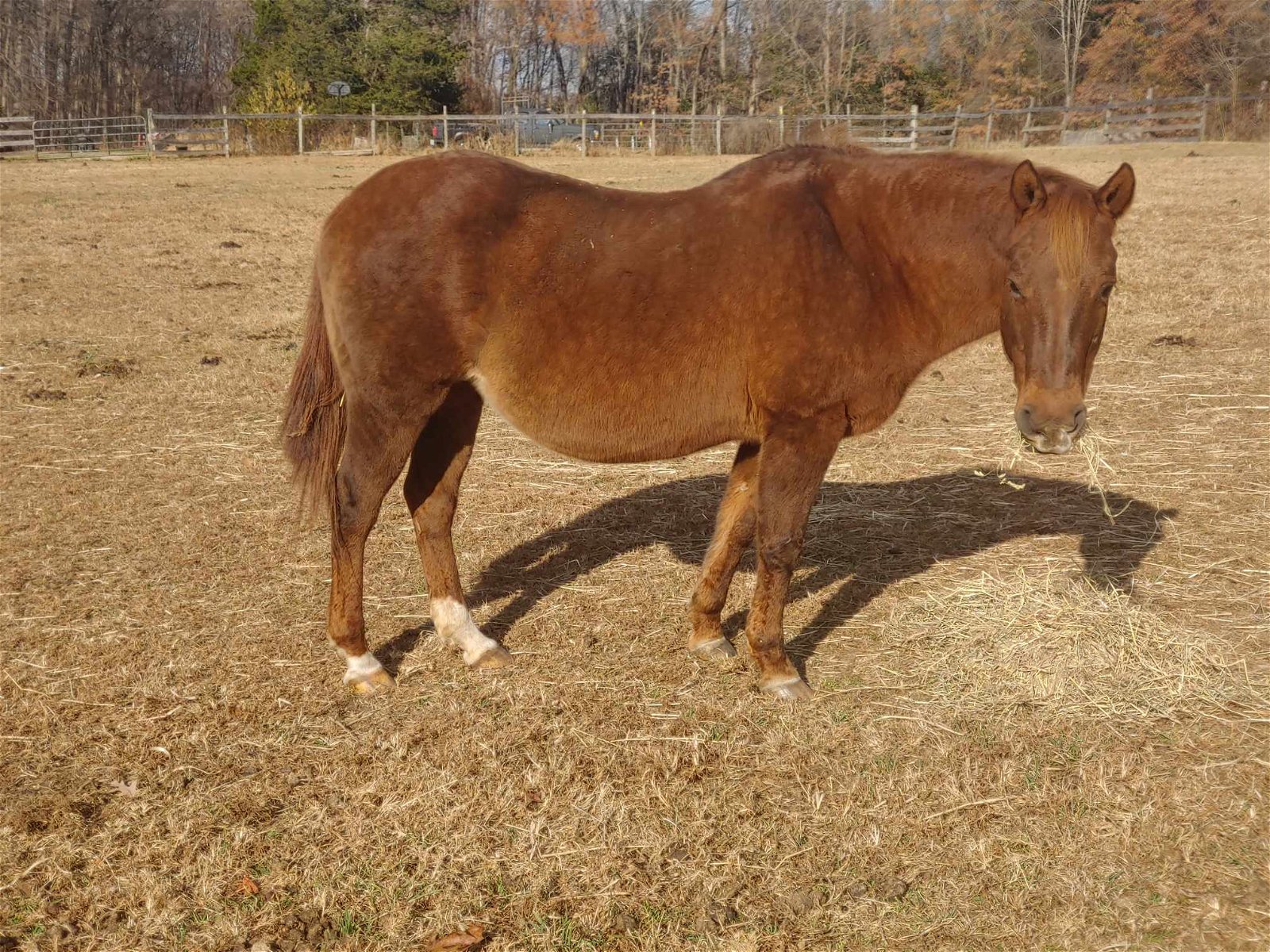 adoptable Horse in Fredericksburg, VA named Mistic