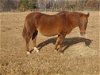 adoptable Horse in fredericksburg, VA named Mistic