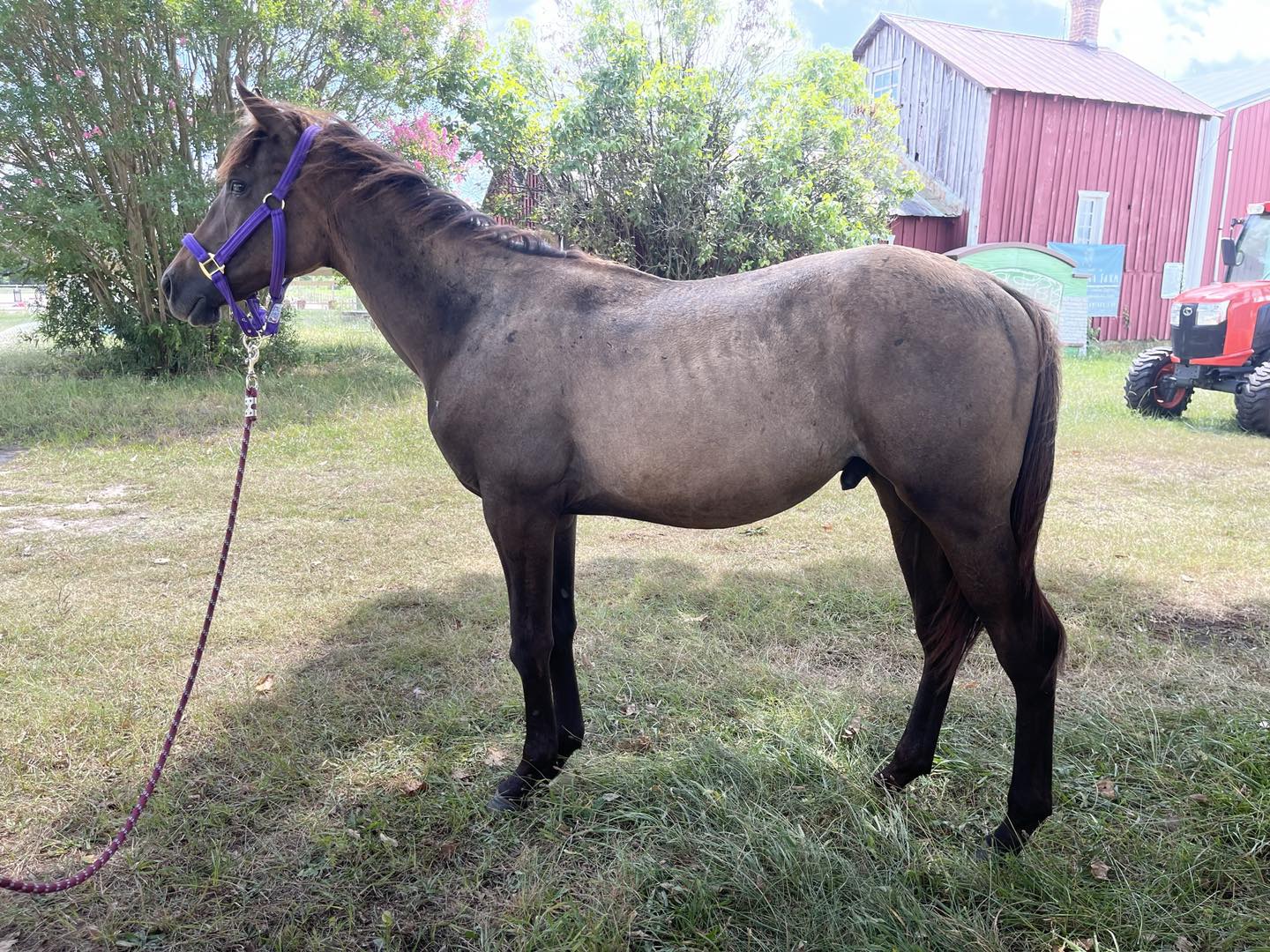 Horse adoption in Fredericksburg, VA 22407 Thoroughbred Horse "Sonny"