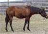adoptable Horse in fredericksburg, VA named Sonny