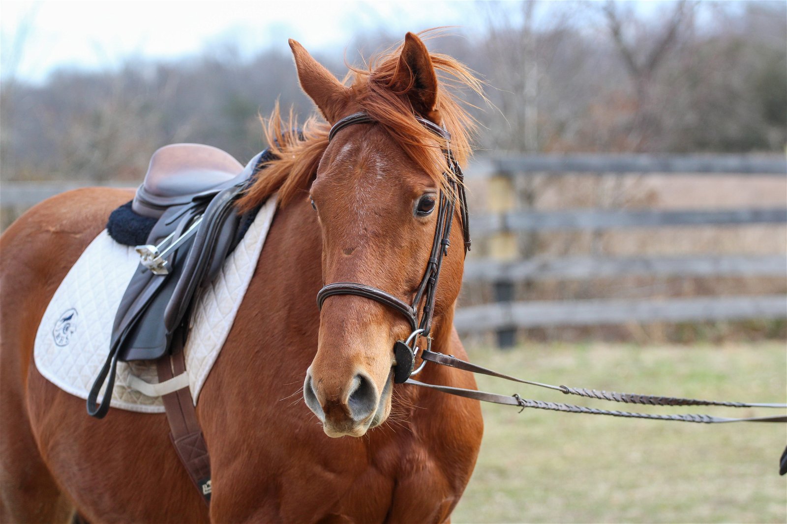 adoptable Horse in Fredericksburg, VA named Hatta Double