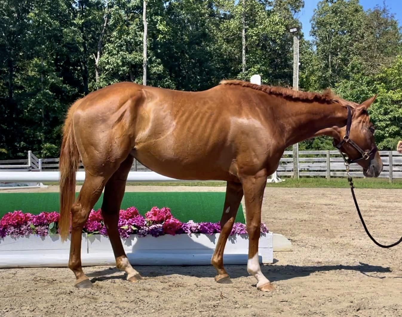 adoptable Horse in Fredericksburg, VA named Tater