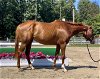 adoptable Horse in fredericksburg, VA named Tater