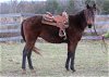 adoptable Horse in fredericksburg, VA named Benny the Book