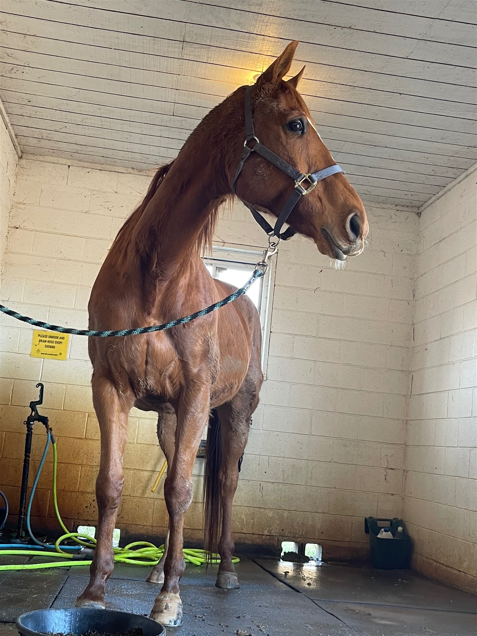 adoptable Horse in Fredericksburg, VA named Hunter's Hollow