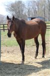 adoptable Horse in fredericksburg, VA named Maggie