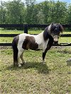 adoptable Horse in fredericksburg, VA named Ace