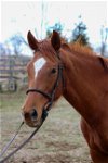 adoptable Horse in fredericksburg, VA named Allegheny Dbl Lime - Rita